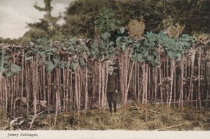 Jersey cabbages by English Photographer