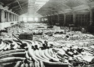 London Docks: Ivory Warehouse, 1895 by English Photographer