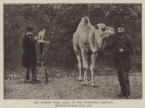 Mr Onslow Ford, ARA, at the Zoological Gardens by English Photographer