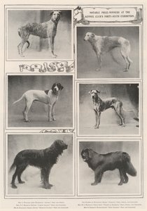 Notable Prize-Winners at the Kennel Clubs Forty-Sixth Exhibition