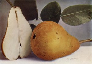 Pear, Durondeau by English Photographer