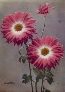 Percy Arnold