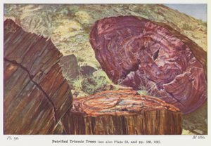 Petrified Triassic Trees