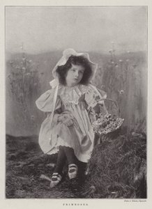 Primroses