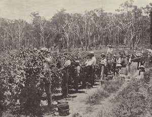 Raspberry Pickers at Work, Wandin Yallock by English Photographer