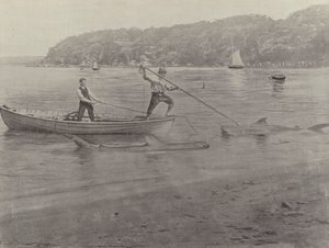 Shark Fishing, Chowder Bay
