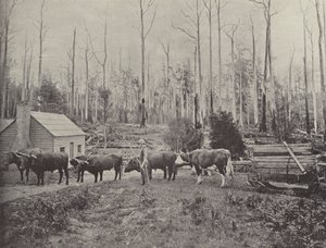 Sledding Timber at Lebrina, Tasmania