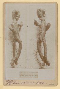 Specimen of Horseradish by English Photographer