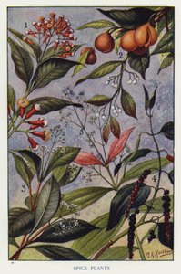 Spice Plants by English Photographer