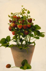 Strawberries in a Pot