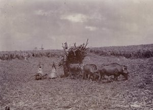 Sugar plantation, Barbados, 1880