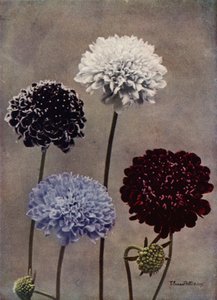Sweet Scabious