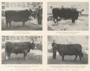 The Birmingham Fat Stock Show, Royal and Other Prize Winners by English Photographer