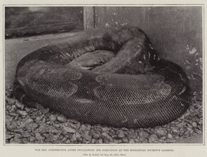 The Boa Constrictor after Swallowing His Companion at the Zoological Society