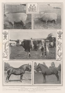 The Cattle Show at Cardiff, the Royal Prize Winner and Others by English Photographer