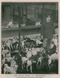 The Dogs Home at Battersea by English Photographer