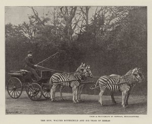 The Honourable Walter Rothschild and his Team of Zebras