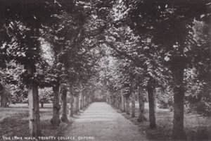 The Lime Walk, Trinity College, Oxford