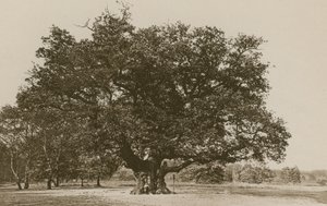 The Major Oak, Sherwood Forest by English Photographer