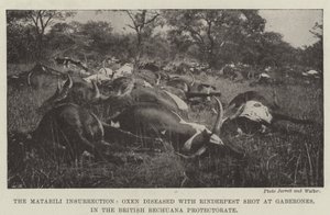 The Matabili Insurrection, Oxen diseased with Rinderpest shot at Gaberones, in the British Bechuana Protectorate