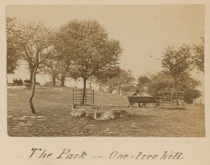 The Park - One Tree Hill, Greenwich