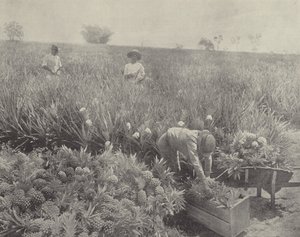 The Pineapple by English Photographer
