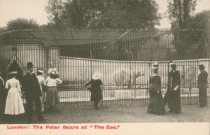 The Polar Bears at The Zoo, London