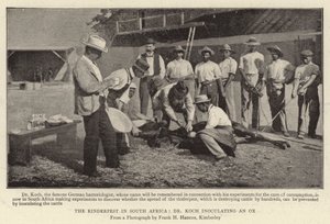 The Rinderpest in South Africa, Dr Koch Inoculating an Ox by English Photographer