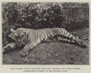 The Tigress which wounded the late General Sir James Dormer, Commander-in-Chief of the Madras Army