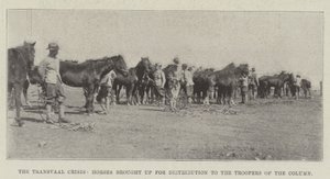 The Transvaal Crisis, Horses brought up for Distribution to the Troopers of the Column