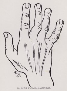 The Spatulate, or Active Hand by English Photographer