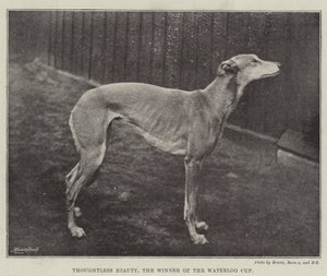 Thoughtless Beauty, the Winner of the Waterloo Cup