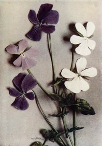 Three Varieties of Viola Cornuta