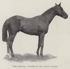 Tom Cringle, Winner of the Ascot Stakes