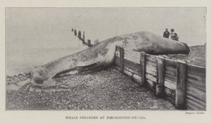 Whale stranded at Birchington-on-Sea