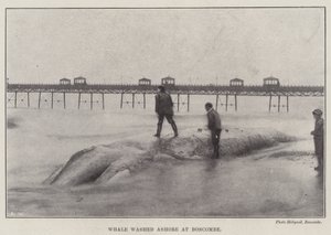 Whale Washed Ashore at Boscombe