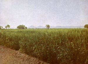 Wheat Field Near Luxor, Egypt