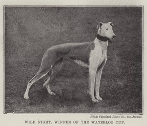 Wild Night, Winner of the Waterloo Cup