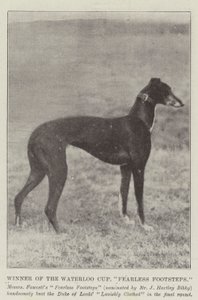 Winner of the Waterloo Cup, Fearless Footsteps