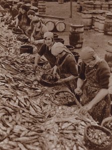 Women in Great Yarmouth splitting and cleaning herring