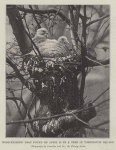 Wood-Pigeons