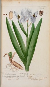 Flower-de-Luce. An iris, from 