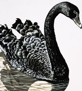 A Black Swan by English School