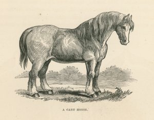 A Cart Horse