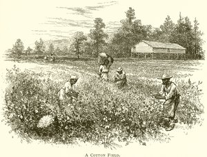 A Cotton Field by English School