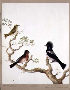 A Golden Crested Wren, a Dartford Warbler and a Rose Coloured Thrush or Ouzel