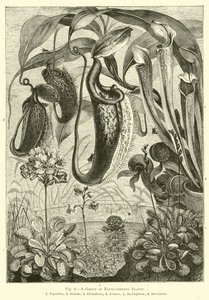 A Group of Flesh-feeding Plants by English School