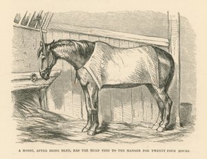 A Horse, After Being Bled, Has the Head Tied to the Manger for Twenty Four Hours by English School