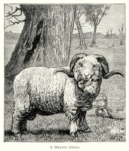 A Marino Sheep by English School