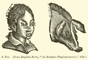 A Pig